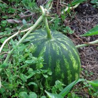 Melon pastèque Crimson Sweet (Citrullus lanatus) Bio semences