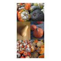 Anciennes variétés de citrouilles, courges et potirons - set de graines