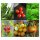 Tomates, Basilic & Persil  (Bio) - kit de graines