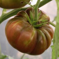 Tomate Ananas Noire (Solanum lycopersicum) graines