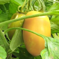Tomate Cream Sausage (Solanum lycopersicum) graines