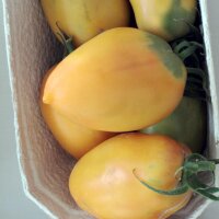 Tomate Cream Sausage (Solanum lycopersicum)