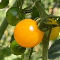 Golden Currant Tomato / Tomate de groseille jaune...