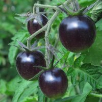 Tomate Indigo Rose (Solanum lycopersicum) graines