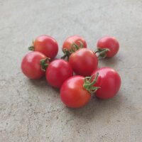 Tomate Gartenperle (Solanum lycopersicum) graines