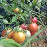 Tomate Gartenperle (Solanum lycopersicum) graines