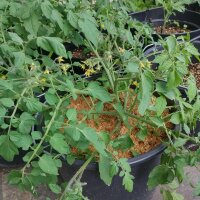 Tomate Gartenperle (Solanum lycopersicum) graines