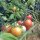 Tomate Gartenperle (Solanum lycopersicum) graines