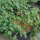 Tomate Gartenperle (Solanum lycopersicum) graines