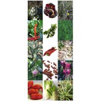 Légumes italiens rares - Kit de semences