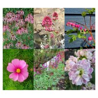 Un jardin à la couleur rose - Kit de semences