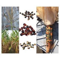 Maïs doux dorigine amérindienne kit de graines