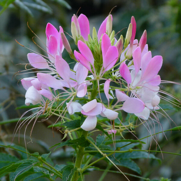 Fleur araignée rose (Cleome spinosa) Bio semences