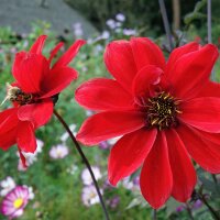 Dahlia Bishops Children (Dahlia variabilis) Bio semences