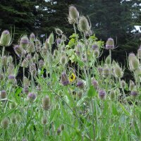 Cardère sauvage (Dipsacus fullonum) bio semences