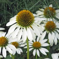 Échinacée White Swan (Echinacea purpurea)...