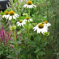 Échinacée White Swan (Echinacea purpurea) Bio semences