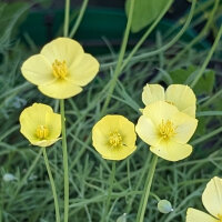 Pavot jaune de Californie (Eschscholzia caespitosa) Bio...