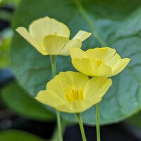 Pavot jaune de Californie (Eschscholzia caespitosa) Bio semences