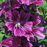 Mauve de Mauritanie (Malva sylvestris ssp.mauritiana) bio