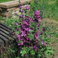 Mauve de Mauritanie (Malva sylvestris ssp.mauritiana) bio