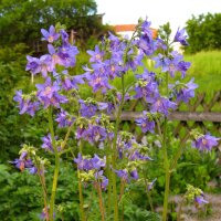 Polémoine bleue (Polemonium caerulum) bio semences