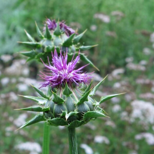 Chardon-Marie (Silybum marianum) Bio semences