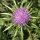 Chardon-Marie (Silybum marianum) Bio semences