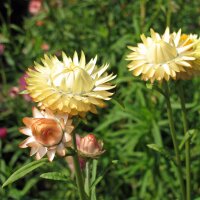 limmortelle à bractées/ l’immortelle multicolore (Xerochrysum bracteatum) Bio semences