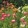 limmortelle à bractées/ l’immortelle multicolore (Xerochrysum bracteatum) Bio semences