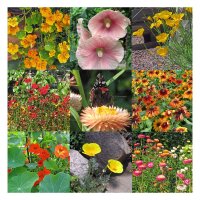Fleurs colorées favorables aux insectes (bio) – Coffret cadeau de semences