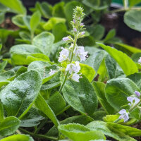 Véronique officinale / thé dEurope (Veronica officinalis) bio semences