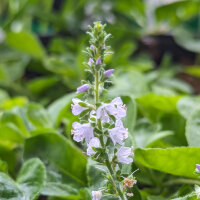 Véronique officinale / thé dEurope (Veronica officinalis) bio semences