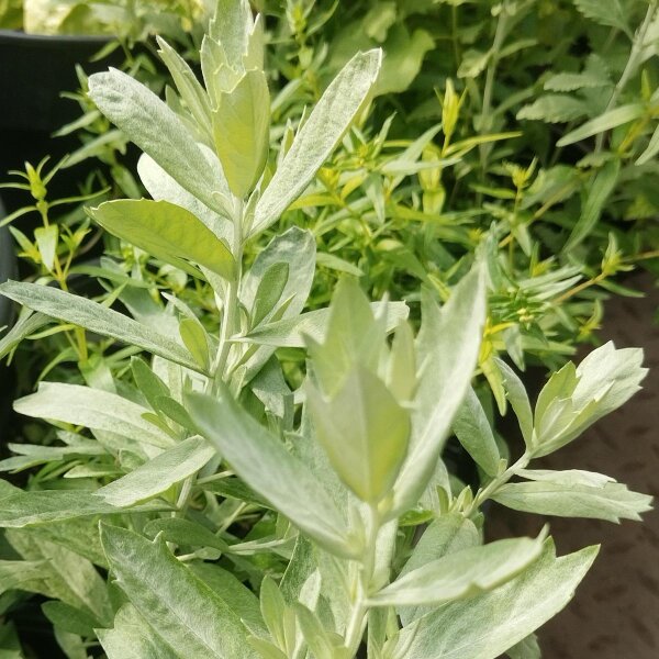 Armoise blanche (Artemisia ludoviciana) graines