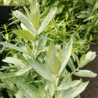 Armoise blanche (Artemisia ludoviciana) graines