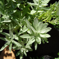 Armoise blanche (Artemisia ludoviciana) graines