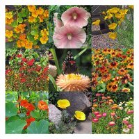 Plantes à nectar colorées (Bio) – Kit de semences
