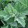 Guimauve officinale (Althaea officinalis) Bio semences