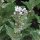 Guimauve officinale (Althaea officinalis) Bio semences