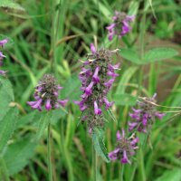 Bétoine officinale / Épaire officinale...