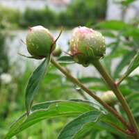 Pivoine officinale (Paeonia officinalis ssp. banatica)...