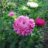 Aster de Chine (Callistephus chinensis) bio semences