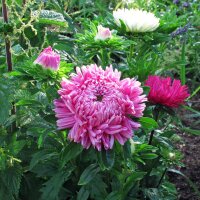 Aster de Chine (Callistephus chinensis) bio semences