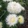 Aster de Chine (Callistephus chinensis) bio semences
