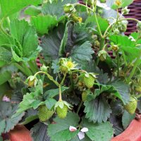 Fraise des alpes (Fragaria vesca var. semperflorens)...