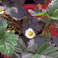 Fraise des alpes (Fragaria vesca var. semperflorens) semences