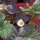 Fraise des alpes (Fragaria vesca var. semperflorens) semences