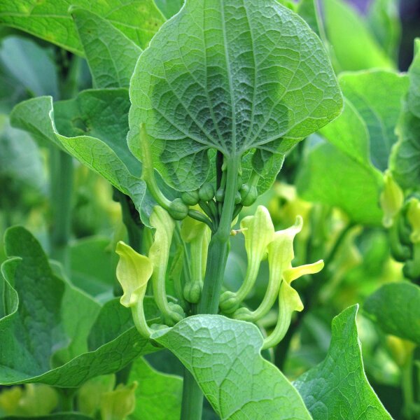 Aristoloche clématite (Aristolochia clematitis) bio semences