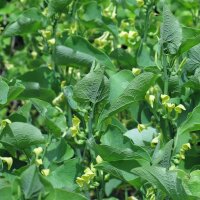 Aristoloche clématite (Aristolochia clematitis) bio semences