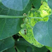 Aristoloche clématite (Aristolochia clematitis) bio semences